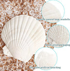 8 PCS Clam Shells for Crafts, Large Seashells for Crafts, Themed Party and Home - Image 3