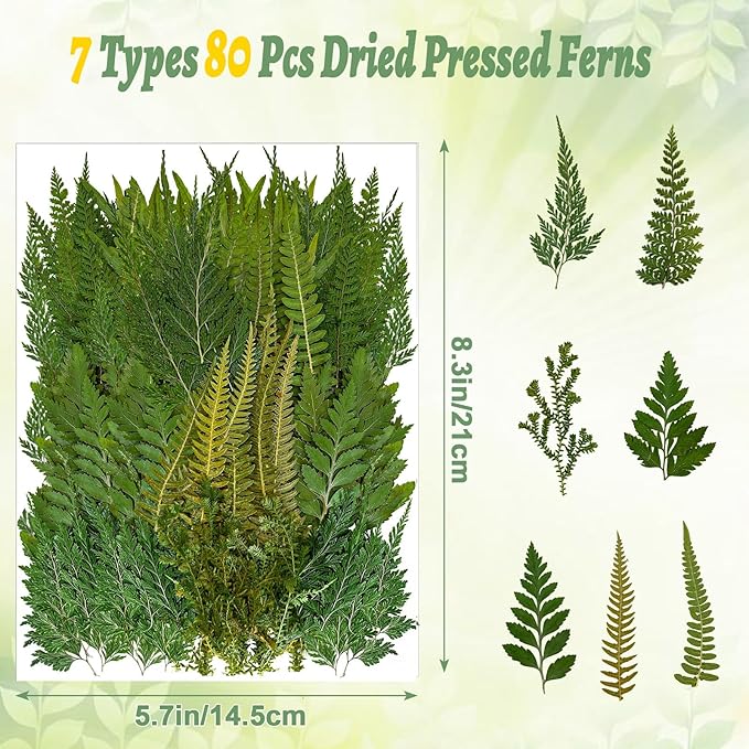 80 Pcs Green Ferns Dried Pressed Flowers Bulk - Image 2