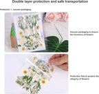 Augshy White Dried Pressed Flowers, Real Natural Dried Flowers Colorful Pressed - Image 4