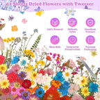 300 Pcs Pressed Dried Flowers - Image 7