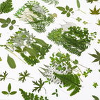 Augshy Pressed Dried Leaves Flowers, Scrapbooking by Augshy