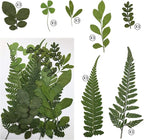 63 Pcs Real Dried Pressed Leaves Natural Dried Leaf - Image 2