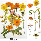 Woohome 4 Packs Real Pressed Flowers - Image 5