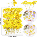 50Pcs Yellow Babys Breath Dried Pressed Flowers - Image 2