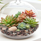 2.5lbs Mix Horticultural Lava Rock - Image 7