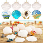 30PCS Natural Scallop Shells 2.3''-3'' White Sea Shells - Image 4