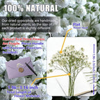 112Pcs Babys Breath Mini Dried Pressed Flowers - Image 4