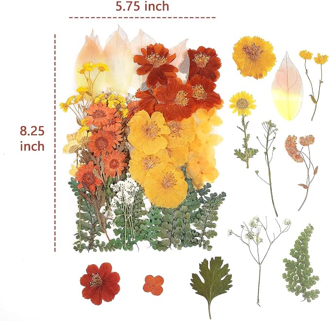 100 PCS Real Dried Pressed Flowers Leaves Natural Plant Herbarium - Image 3