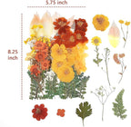 100 PCS Real Dried Pressed Flowers Leaves Natural Plant Herbarium - Image 3