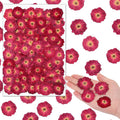 Woanger 100 pcs Dried Pressed Flowers Small Dry Flowers Real Natural Resin by Woanger