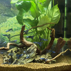 majoywoo Natural Driftwood for Aquarium Decor Fish Tank Decorations, Reptile - Image 6