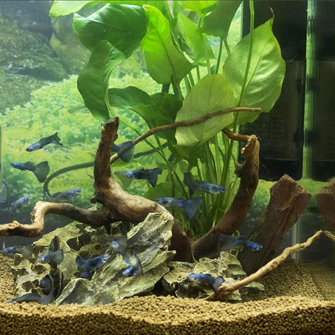 majoywoo Natural Driftwood for Aquarium Decor Fish Tank Decorations, Reptile - Image 6