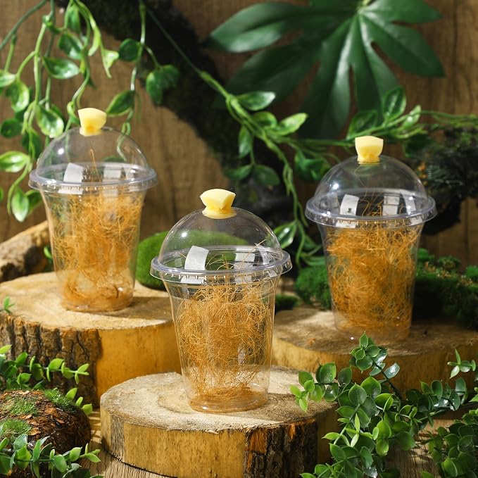 Honeydak 50 Pack Praying Mantis Habitat, Live Chinese Ootheca Praying Mantis - Image 6