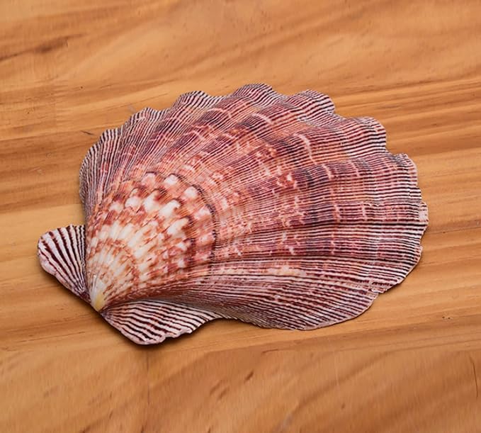 4 Pcs Polished Large Great Scallop Sea Shells 5~6 Inch, Ocean Beach Seashells - Image 2