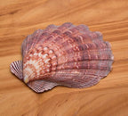 4 Pcs Polished Large Great Scallop Sea Shells 5~6 Inch, Ocean Beach Seashells - Image 2