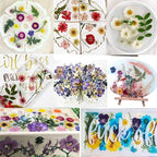 BIHRTC 100PCS Dried Pressed Leaf Flowers Natural Pressed Dry Leaves Sunflowers - Image 4