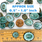 Sea Shells for Crafting, jewelry making, decoration, centerpieces, vase filler - Image 2