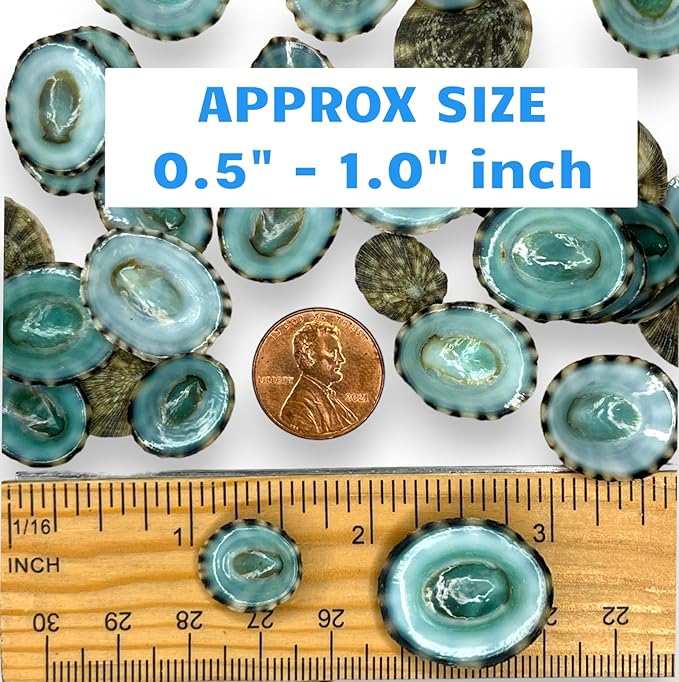 Sea Shells for Crafting, jewelry making, decoration, centerpieces, vase filler - Image 2