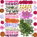 116pcs Dried Pressed Flowers for Resin, Natural Real Dried Flowers for Crafts & by WXQX