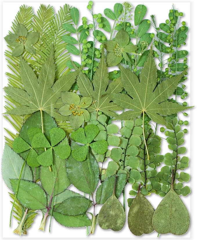 30PCS Green Dried Pressed Leaf Leaves, YouthBro Greenery Real Nature Plant by YouthBro