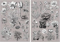 2 Sheets Vintage Floral Rub On Transfer Stickers, by Unknown