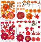 320PCS Dried Pressed Flowers Bulk - Image 6