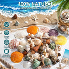 JSPYFITS Sea Shells Mixed Beach Seashells 15 Kinds 1.2"-3.5" Various Sizes - Image 3
