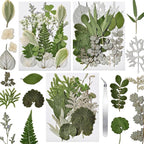 63 Pcs Pressed Leaves, 21 Styles Dried Flowers by CONVELIFE