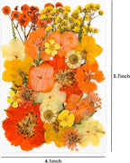 30Pcs Dried Pressed Flowers for Resin DIY Art Crafts Natural Dry Leaves Daisy - Image 6
