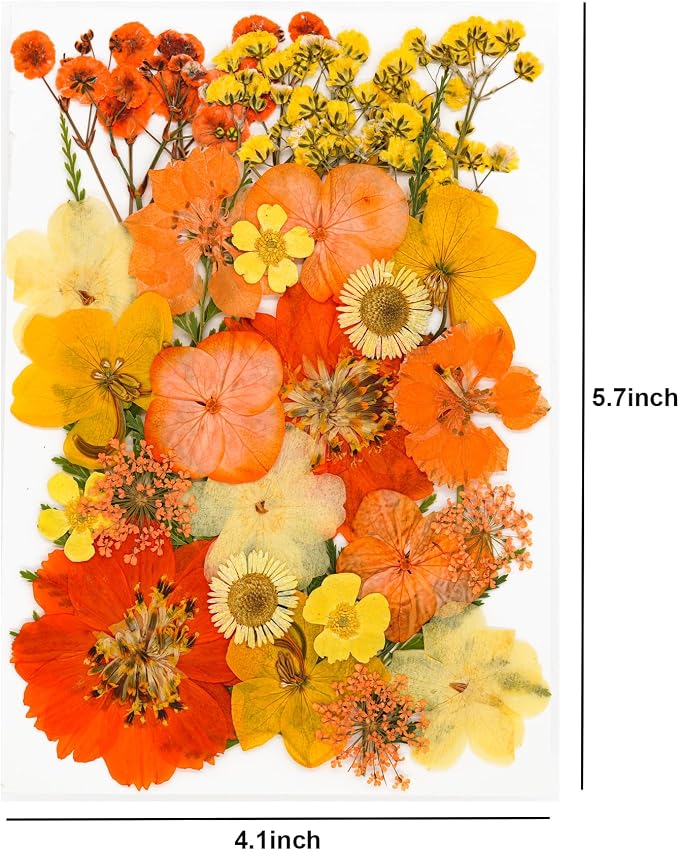 30Pcs Dried Pressed Flowers for Resin DIY Art Crafts Natural Dry Leaves Daisy - Image 6