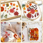 Augshy Fall Dried Pressed Flowers and Leaves - Image 7