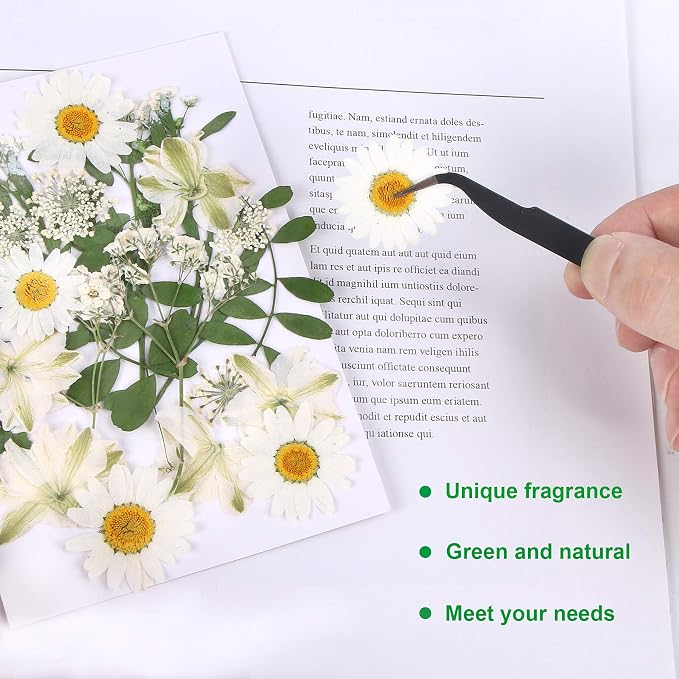 Augshy White Dried Pressed Flowers, Real Natural Dried Flowers Colorful Pressed - Image 3
