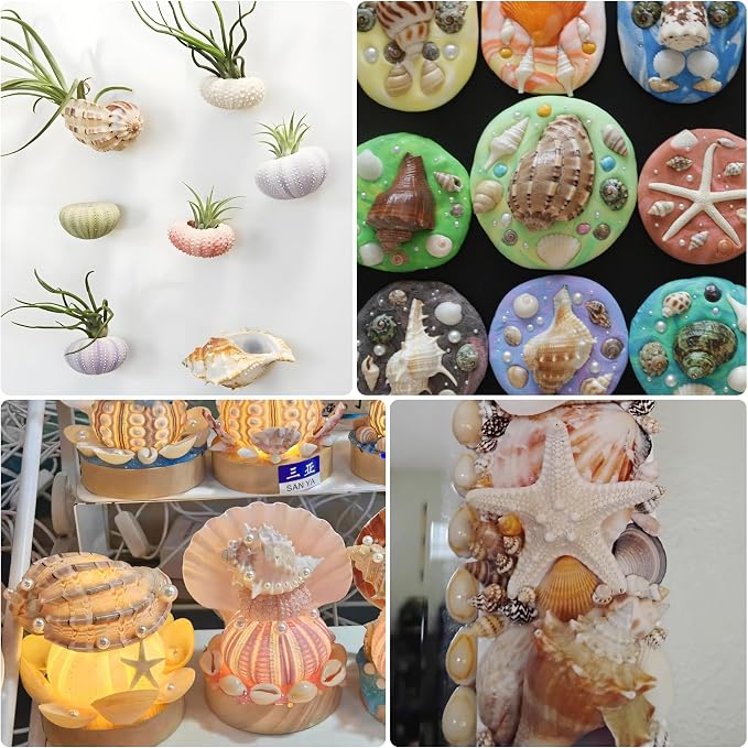JSPYFITS Sea Shells Mixed Beach Seashells 15 Kinds 1.2"-3.5" Various Sizes - Image 6