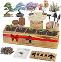 Bonsai Tree Kit for Beginners by PLANTMEW