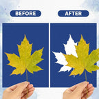 Cyanotype Kit with 50 Sheets Sun Print Paper & Acrylic Panel, Solar Printing - Image 4