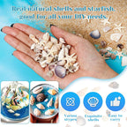 1200 Pieces Tiny Sea Shells Small Natural Starfish Mixed Ocean Beach Spiral - Image 4