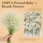 Dried Baby' s Breath Flowers Bulk - Image 2