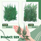 200 Pcs Dried Pressed Green Leaves Flowers Small Dry Preserved Natural Ferns - Image 2