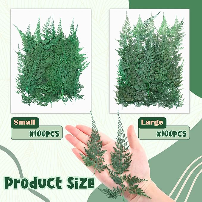 200 Pcs Dried Pressed Green Leaves Flowers Small Dry Preserved Natural Ferns - Image 2