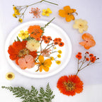 30Pcs Dried Pressed Flowers for Resin DIY Art Crafts Natural Dry Leaves Daisy - Image 2