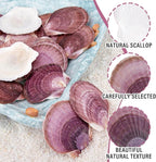 30PCS Natural Scallop Shells Purple Sea Shells, Real Seashells from Beach - Image 4