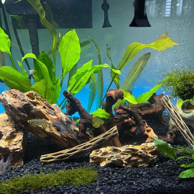 10 Pcs Natural Small Driftwood for Aquarium, Aquarium Driftwood Freshwater 2-4 - Image 5