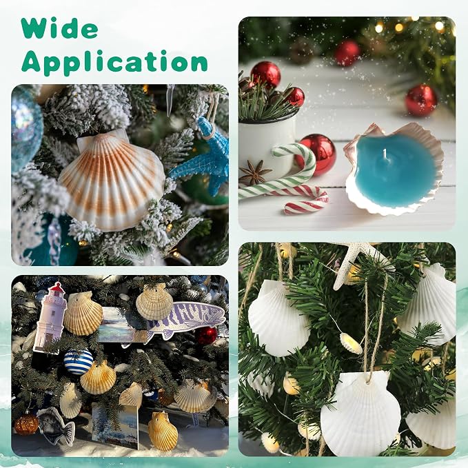 25PCS Natural Scallop Shells White Sea Shells from Sea Beach, Real Seashells - Image 7