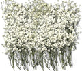 150Pcs Mini Dried Pressed White Baby's Breath Flowers 1-10cm Bulk by Unknown