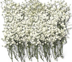 150Pcs Mini Dried Pressed White Baby's Breath Flowers 1-10cm Bulk by Unknown