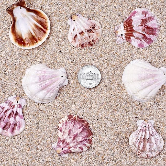 KISSITTY 500 Grams Dyed Scallop Beach Sea Shell Beads - Image 6