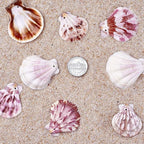 KISSITTY 500 Grams Dyed Scallop Beach Sea Shell Beads - Image 6