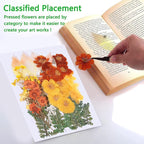 100 PCS Real Dried Pressed Flowers Leaves Natural Plant Herbarium - Image 4