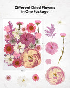 Dried Flowers, Resiners 100Pcs Pressed Flowers - Image 4