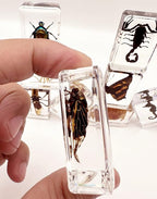 15 Real Insect Resin Specimens Set - Image 4
